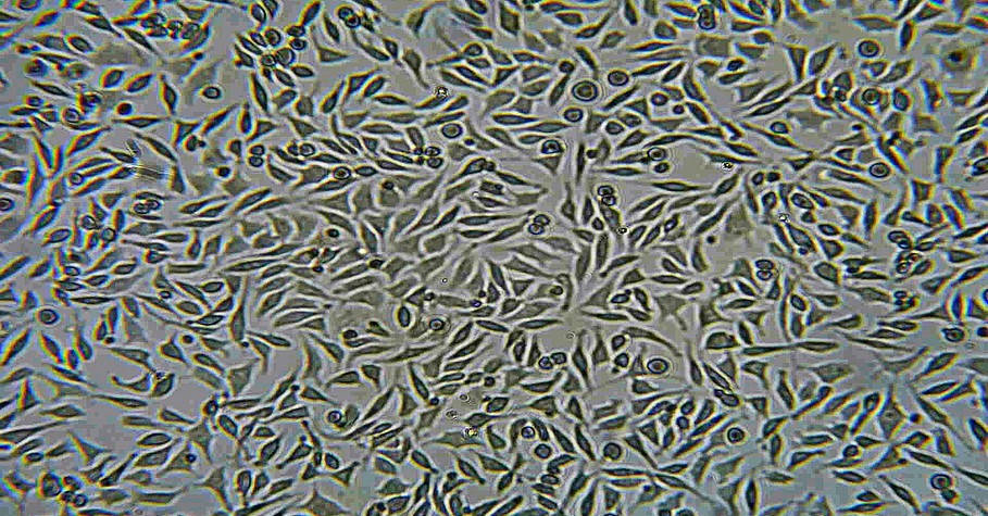 Healthy L929 cells